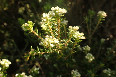 Phylica axillaris maritima