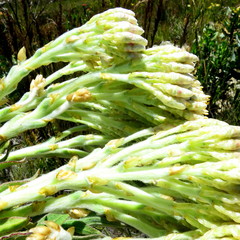 Syncarpha milleflora