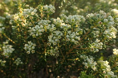 Phylica axillaris maritima