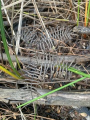 Gleichenia dicarpa