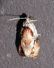 Zomaria interruptolineana