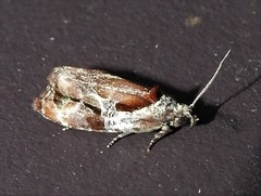 Zomaria interruptolineana