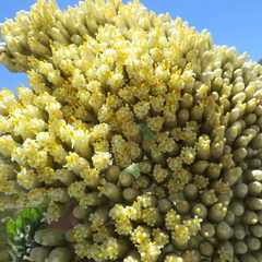 Syncarpha milleflora