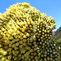Syncarpha milleflora