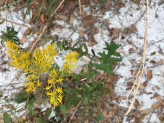 Solidago chapmanii