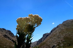 Syncarpha milleflora
