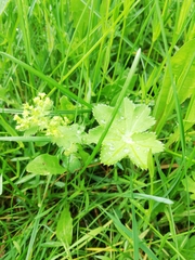 Alchemilla