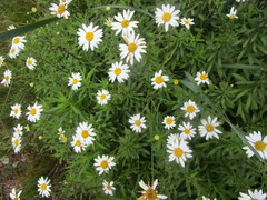 Osmitopsis osmitoides