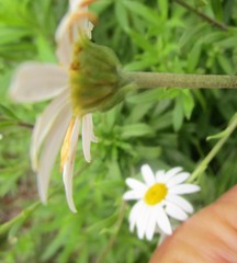 Osmitopsis osmitoides