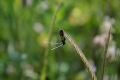 Nemophora barbatellus