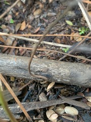 Gleichenia dicarpa