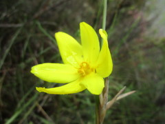 Bobartia robusta