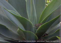 Diglossa albilatera