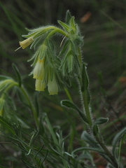 Onosma fastigiata