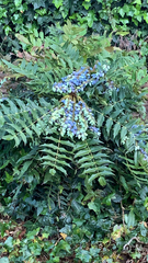 Berberidinae