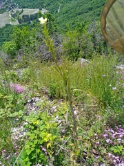 Pseudoturritis turrita