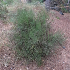 Salsola genistoides