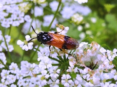 Arge cyanocrocea