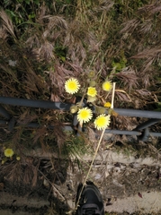 Andryala integrifolia