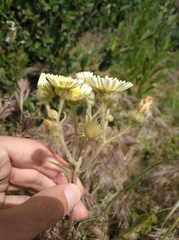 Andryala integrifolia