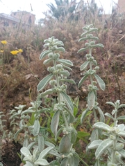 Mercurialis tomentosa