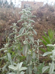 Mercurialis tomentosa