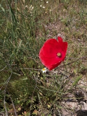 Papaver rhoeas