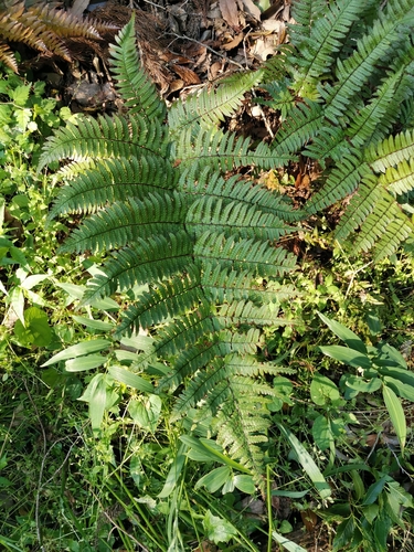 Dryopteris kinokuniensis iNat (3)
