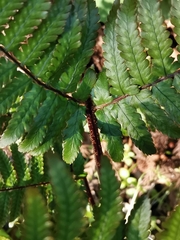 Dryopteris kinokuniensis