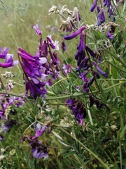 Vicia villosa