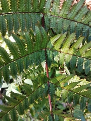 Dryopteris kinokuniensis