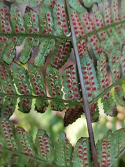 Dryopteris kinokuniensis