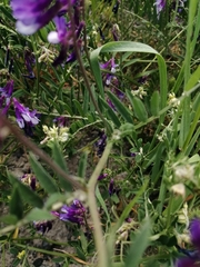 Vicia villosa