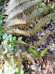 Dryopteris kinokuniensis