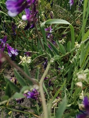 Vicia villosa