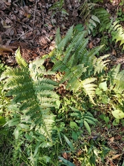 Dryopteris kinokuniensis
