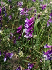 Vicia villosa
