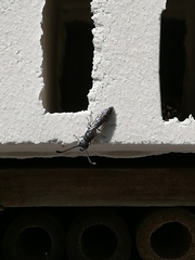 Sapyga quinquepunctata