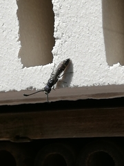 Sapyga quinquepunctata