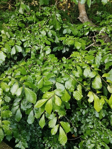 Image of Orixa japonica by (c) harum.koh, some rights reserved (CC BY-SA)