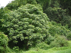 Sterculia urens