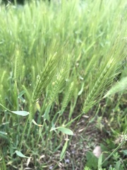 Hordeum murinum