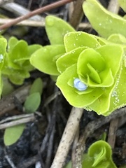 Bacopa caroliniana image