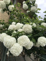 Viburnum opulus