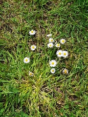 Bellis perennis
