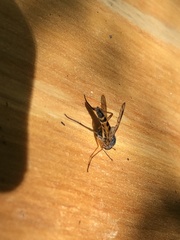 Rhagio vitripennis