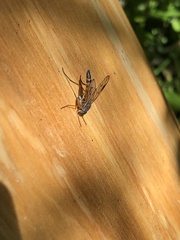 Rhagio vitripennis