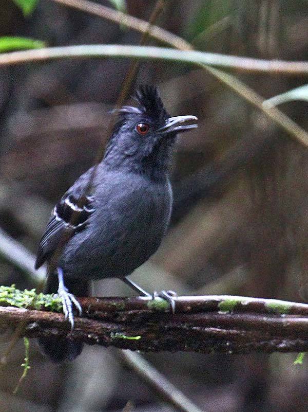 Black-headed Antbird (Percnostola rufifrons) photo