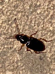 Stenolophus ochropezus