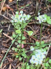 Teesdalia